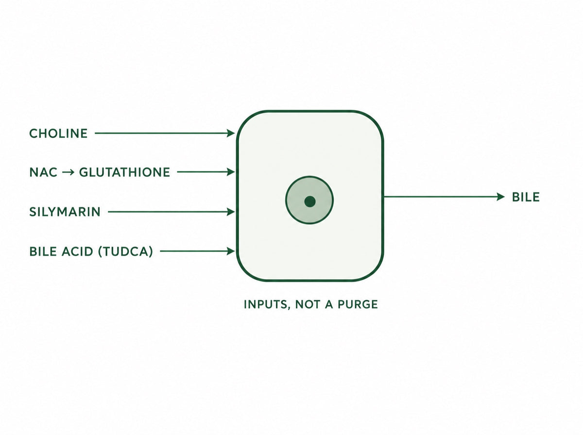 The liver doesn’t want a purge. It runs on inputs, every day.